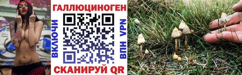 OMG tor  Гудермес  Псилоцибиновые грибы Psilocybine cubensis  как найти наркотики 